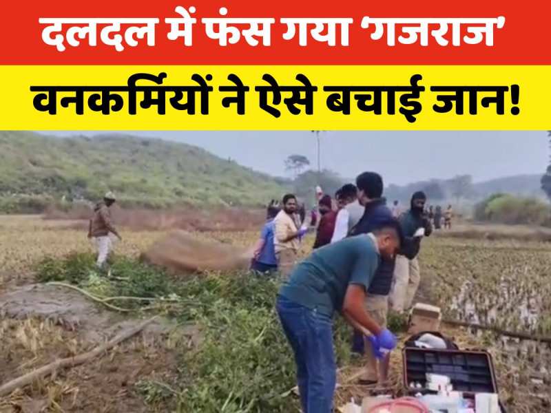 Video: दलदल में फंसा जंगली हाथी तो वन कर्मियों ने ऐसे बचाई जान, वीडियो वायरल
