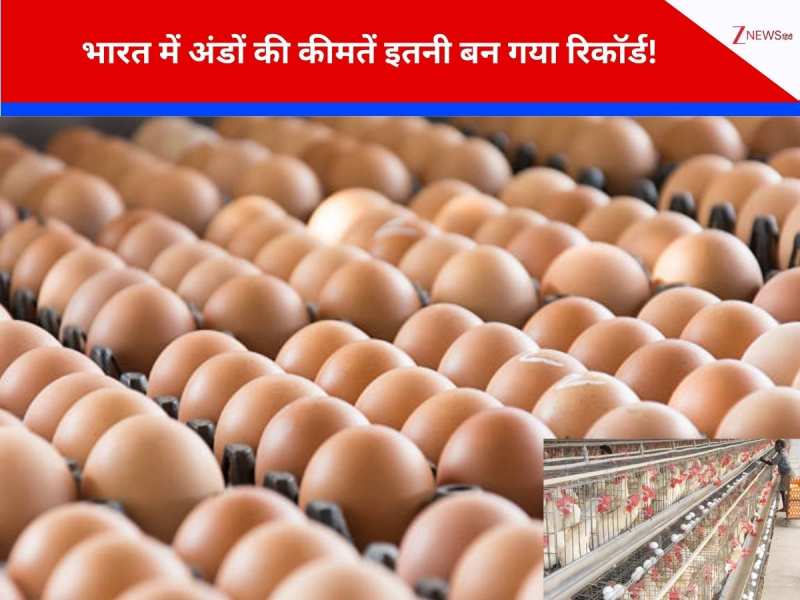 एशिया के सबसे बड़े पोल्ट्री हब नमक्कल में अंडों की रिकॉर्ड तोड़ क्यों बढ़ गई कीमतें? एशिया के सबसे बड़े पोल्ट्री हब नमक्कल में अंडों की रिकॉर्ड तोड़ क्यों बढ़ गई कीमतें?