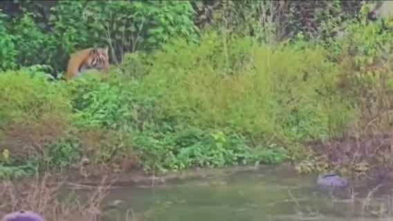 Ramnagar Video: जंगल के राजा का कॉर्बेट में रोमांचक नजारा, मगरमच्छ के हमले से बाल-बाल बचा टाइगर