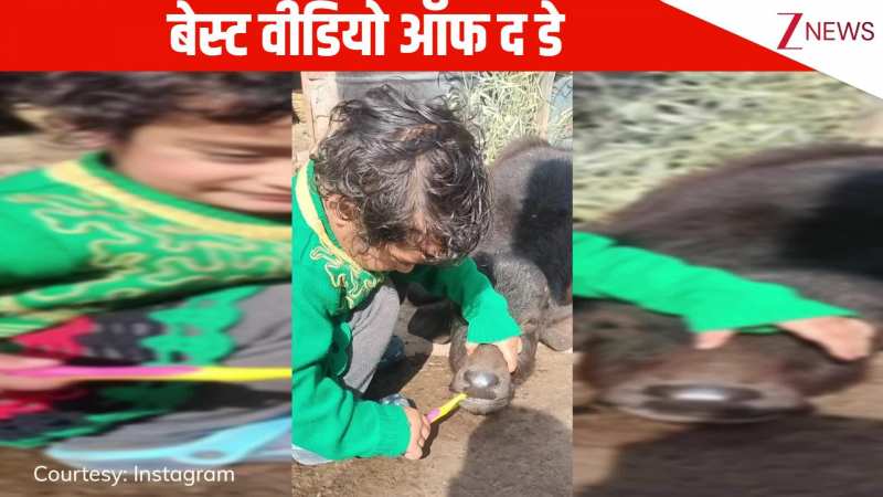 भैंस के बच्चे को जबरदस्ती ब्रश करवाती दिखी बच्ची, घरवालों ने रिकॉर्ड किया वीडियो, देख लोग बोले- 'ओ सो क्यूट'