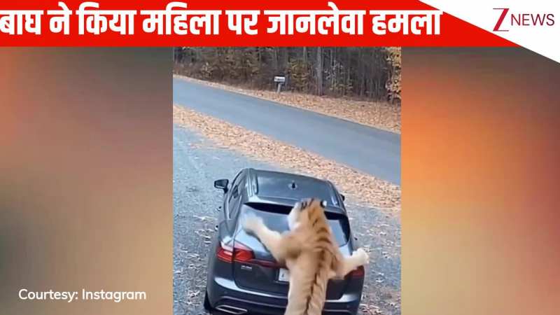 गाड़ी में सामान रख रही महिला पर नजर गड़ाए बैठा था बाघ, जैसे ही मिला मौका फट से धर-दबोचा, देख कांप जाएगी रूह