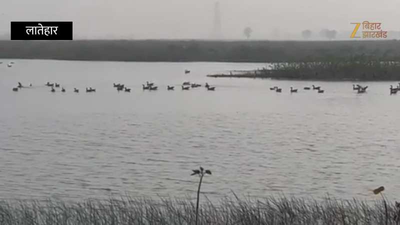 Latehar: प्रवासी पक्षियों से गुलजार हुआ लातेहार, विदेशी मेहमानों के आगमन से लोग काफी खुश