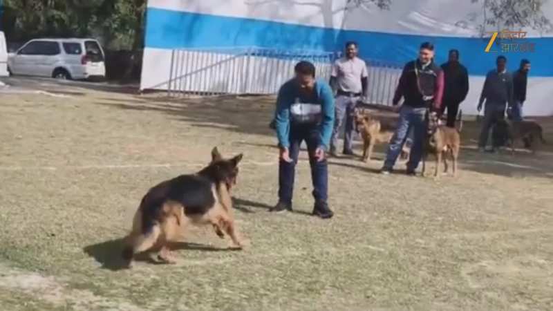 Jamshedpur Dog Show: 43 अलग-अलग डोमेस्टिक और इंटरनेशनल ब्रीड के कुत्ते आएंगे जमशेदपुर के डॉग शो में