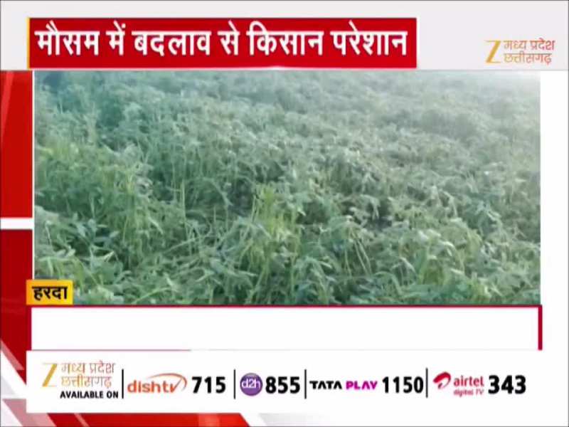 कड़ाके की ठंड अब किसानों को भी कर रही परेशान, रबी की फसलों को हो रहा नुकसान