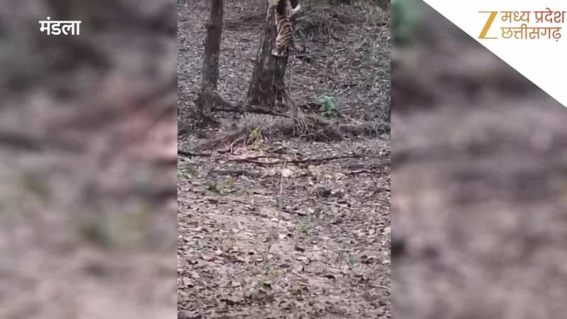 दुर्लभ नजारा! तेंदुए का शिकार करने पेड़ पर चढ़ी बाघिन, देखें रोमांचक VIDEO