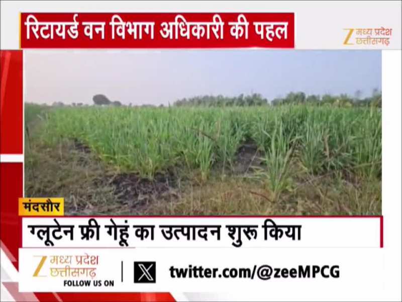 MP के मंदसौर में हो रहा स्पेशल गेहूं, शुगर के मरीजों को मिलेगा फायदा