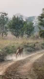 Tiger Hunts Python Video: टाइगर ने किया अजगर का शिकार, जबड़े में दबाकर घूमता दिखा, वीडियो वायरल