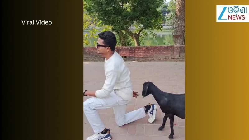 Video: ପ୍ରେମିକା ପାଇଁ ଆଣିଥିଲେ ଗୋଲାପ ହେଲେ ଖାଇଦେଲା ଛେଳି, ତାପରେ...