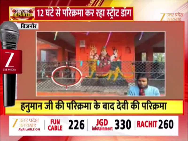 आस्था का ऐसा चमत्कार नहीं देखा होगा, बिजनौर में देवी देवताओं की परिक्रमा कर रहा कुत्ता