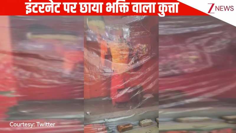 इंटरनेट पर छाया भक्ति वाला कुत्ता, 36 घंटे से हनुमान जी की प्रतिमा की करता रहा परिक्रमा, दृश्य को देखने के लिए जुटी भीड़