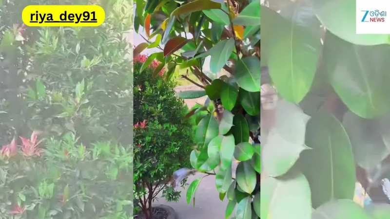 Viral Video: ପରିବାର ସହ ଭାଇରାଲ ହେଲା ଅଭିନେତ୍ରୀ ରିୟା ଦେ' ଙ୍କ ଏହି ଭିଡିଓ...