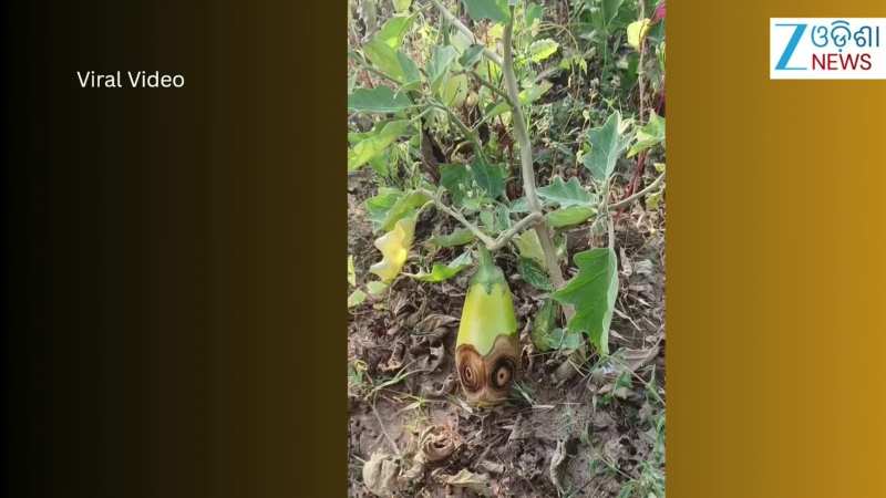 Video: କ୍ଷେତରେ ଫଳିଥିବା ବାଇଗଣରେ ମହିଳା ଦେଖିଲେ 'ଚକା ଆଖି', ଭିଡିଓ ଭାଇରାଲ୍