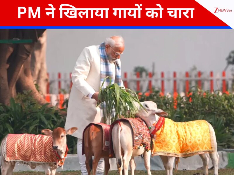 'आस्था, संस्कृति और...', PM मोदी ने की गौ सेवा, मकर संक्रांति पर खिलाया चारा 'आस्था, संस्कृति और...', PM मोदी ने की गौ सेवा, मकर संक्रांति पर खिलाया चारा