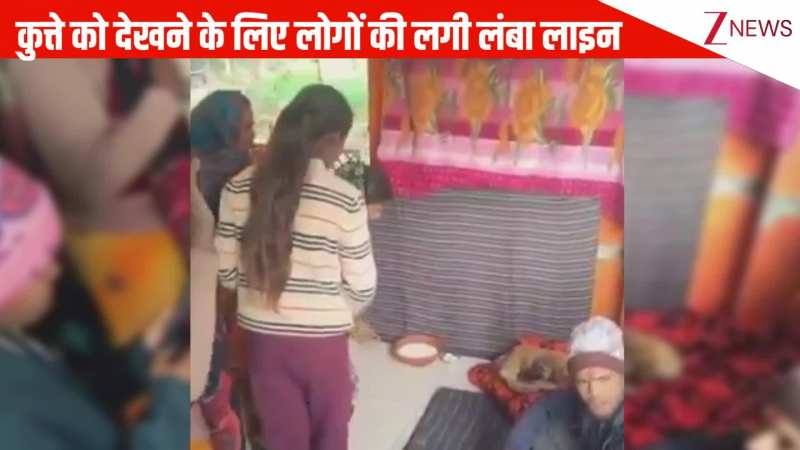 परिक्रमा कर रहे कुत्ते के दर्शन के लिए मंदिर में लोगों की लगी भीड़, पब्लिक ने टेका माथा और की पूजा:VIDEO