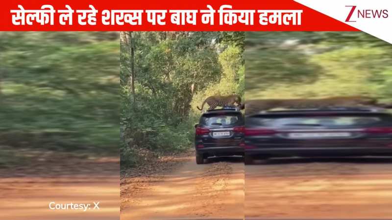 सेल्फी ले रहे शख्स पर बाघ ने अचानक किया जानलेवा हमला, दो सेकेंड के लिए थम गई वीडियो देखने वालों की सांसें: VIRAL