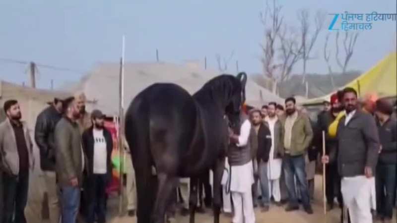 ਸ੍ਰੀ ਮੁਕਤਸਰ ਸਾਹਿਬ ਦੀ ਮਾਘੀ ਪਸ਼ੂ ਮੰਡੀ 'ਚ ਖਿੱਚ ਦਾ ਕੇਂਦਰ 