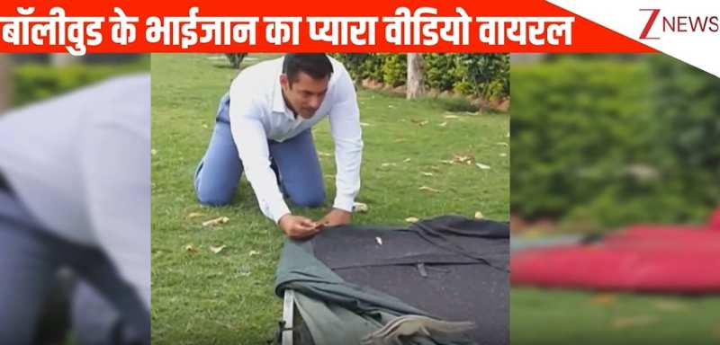 बॉलीवुड के भाईजान Salman Khan मूवी के सेट पर गिलहरी को बिस्किट खिलाते हुए आए नजर, देखिए खूबसूरत वीडियो
