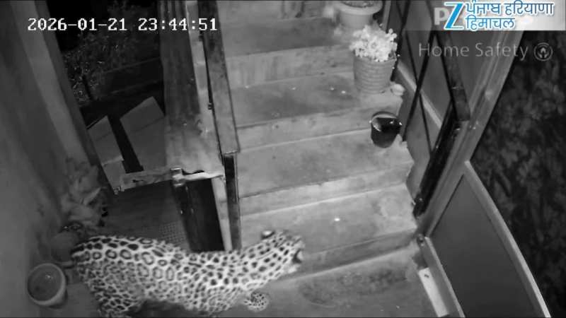 शिमला के रिहायशी मकान में घुसा तेंदुआ, लोगों में डर का माहौल; देखें वीडियो