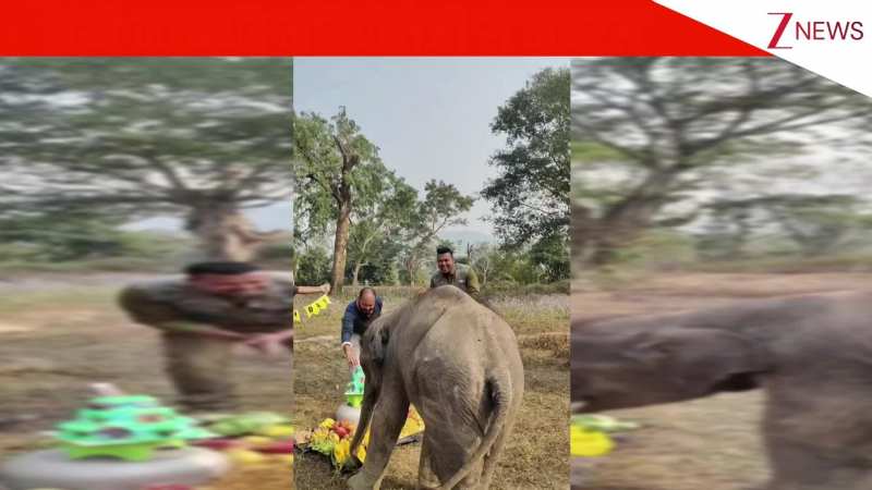 केक कटा, मोमो मुस्कुराया! हाथी का बर्थडे वीडियो बना इंटरनेट का सबसे प्यारा पल