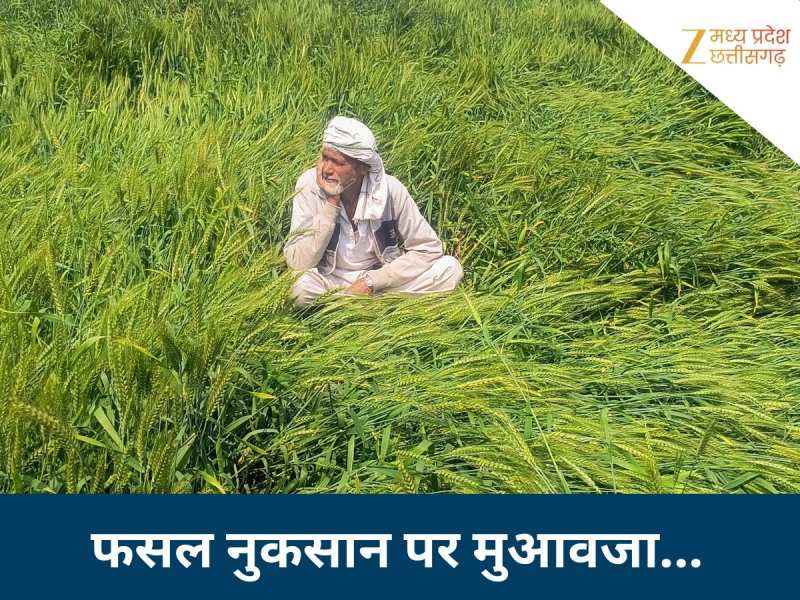 बारिश-ओले से फसल हो गई बर्बाद? जानें कैसे और कितना मिलेगा मुआवजा, क्या है प्रोसेस