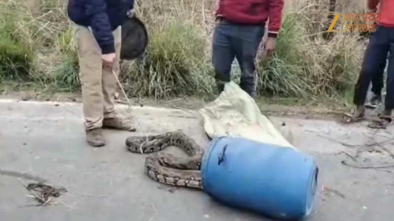 Watch Video: सड़क किनारे बाग में मिला अजगर, देखकर ग्रामीणों में फैली दहशत, देखें फिर कैसे हुआ रेस्क्यू