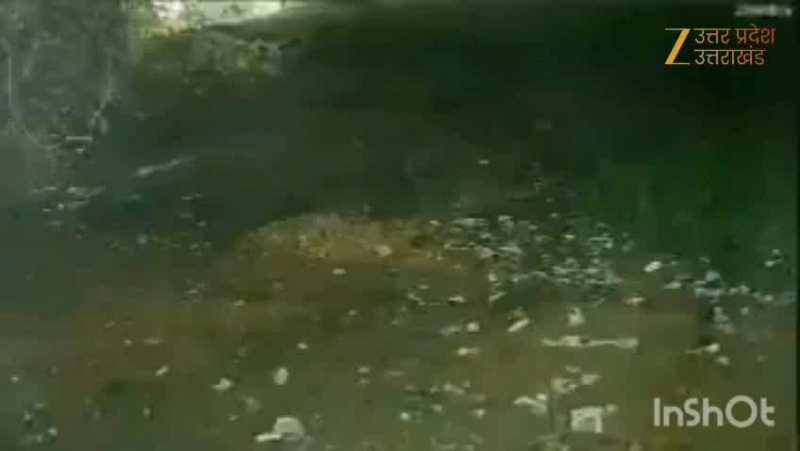 Watch Video: पालतू कुत्ते पर तेंदुए ने किया हमला, रोंगटे खड़े कर देने वाला वाकया CCTV में कैद 