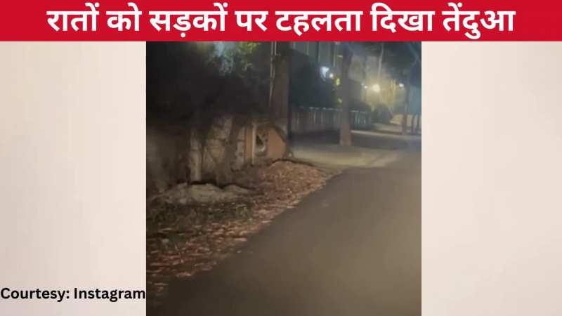 रातों को सुनसान सड़कों पर टहलता दिखा खूंखार तेंदुआ, देखते ही छूटी पब्लिक की सांसें, वायरल हुआ वीडियो