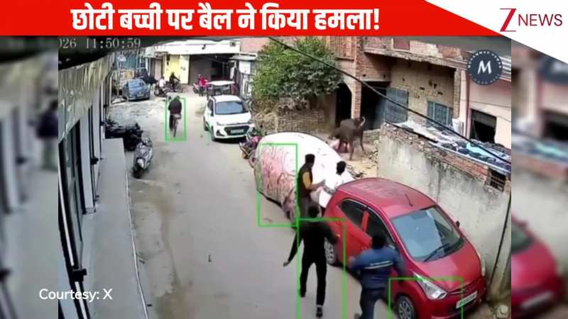 छोटी बच्ची पर बैल ने किया जानलेवा हमला, भागते हुए जमीन पर गिरी लड़की, फिर जो हुआ देखते ही कांप जाएगी रूह: VIRAL