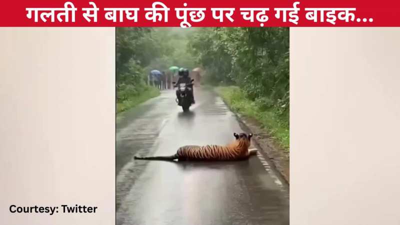 मजे से सड़क पर आराम फरमा रहा था बाघ, शख्स ने पूंछ पर चढ़ा दी बाइक, फिर जो हुआ देख खड़े हो जाएंगे रोंगटे