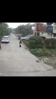 Udhamsingh Nagar Dog Attack: कॉलोनी में जा रही थी महिला, पीछे से दबे पांव आया कुत्ता, फिर कर दिया हमला 