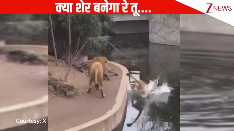 अरे क्या शेर बनेगा रे तू...चलते-चलते ध्यान भटका, सीधा तालाब में जा गिरा जंगल का राजा, देखते ही पब्लिक की छूटी हंसी!