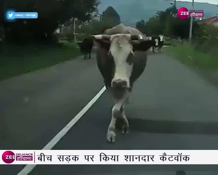 पहले गाय को डंडों से पीटा, दौड़ाया....फिर फेंक दिया पुलिया से नीचे, वीडियो में देखें शर्मनाक करतूत 