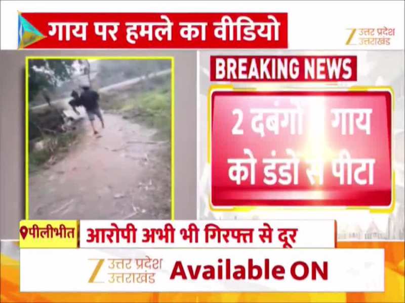 पहले गाय को डंडों से पीटा, दौड़ाया....फिर फेंक दिया पुलिया से नीचे, वीडियो में देखें शर्मनाक करतूत 