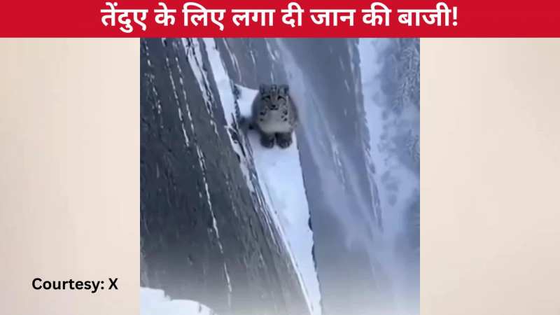 भारी बर्फबारी में ऊंची पहाड़ियों के बीच शख्स ने किया तेंदुए का रेस्क्यू, लगा दी अपनी जान की बाजी, वीडियो ने छू लिया दिल