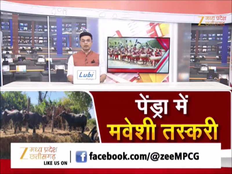 छत्तीसगढ़ से जंगल के रास्ते एमपी ले जाए जा रहे थे भैंसें, पुलिस ने जब्त किए 70 मवेशी