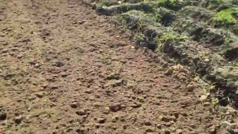 फर्रुखाबाद में किसान परेशान, लागत भी नहीं निकली, खेत में ही जोत दी फसल