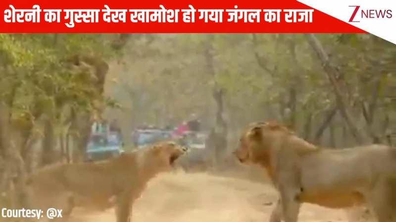 बीच सड़क में दहाड़ने लगी शेरनी, तो भयानक गुस्सा देख खामोश हो गया जंगल का राजा, देखें Video