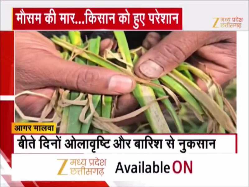 MP के इस जिले में प्याज की फसल खराब, इस वजह से फसलों में लगा फंगस