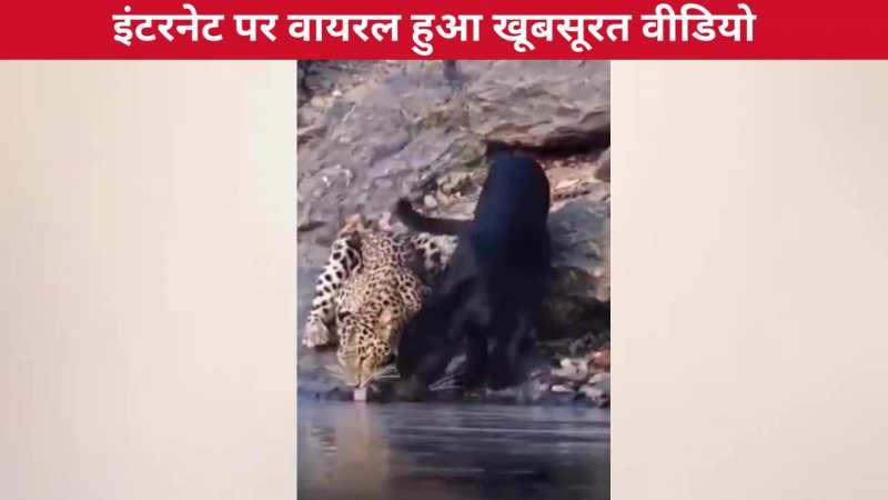 पहली बार नदी के पास एक साथ नजर आया ब्लैक पैंथर और बाघ, तेजी से वायरल हुआ वीडियो, देखिए एक झलक