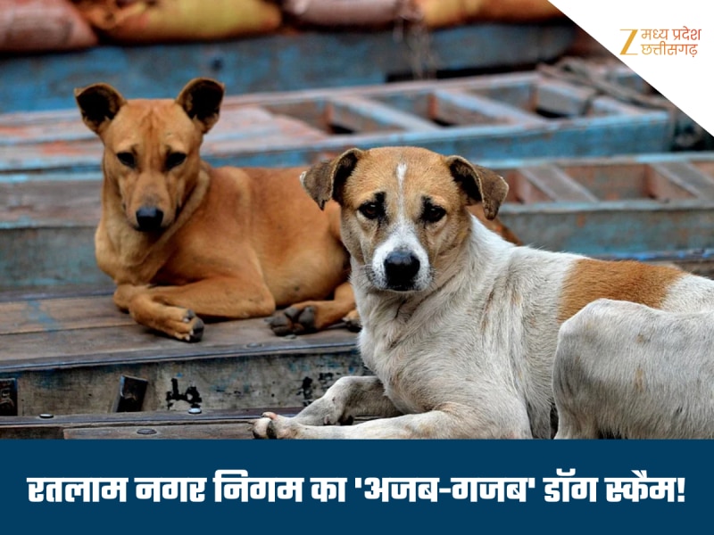 रतलाम नगर निगम का बड़ा खेल, नसबंदी हुई 33 हजार कुत्तों की, गिनती में मिले सिर्फ इतने