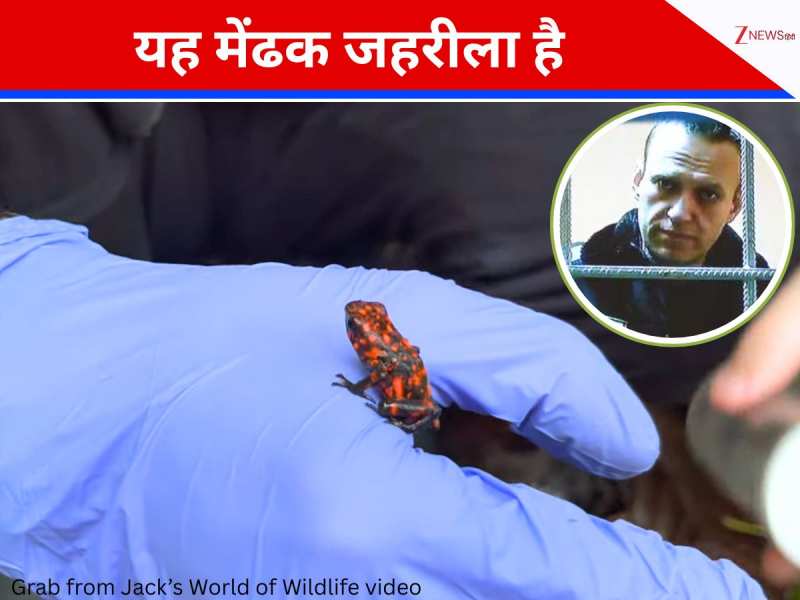 कनखजूरा खाकर जहरीला बनता है वो मेंढक... रूसी नेता की मौत की इनसाइड स्टोरी
