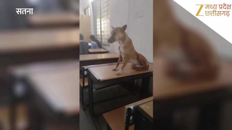 सतना डिग्री कॉलेज के क्लासरूम में छात्रों के साथ बेंच पर आराम फरमाता दिखा कुत्ता, VIDEO वायरल