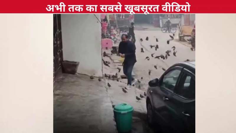 जिधर मैं जाता हूं-उधर तुम आते हो...एक शख्स को फॉलो करता दिखा पक्षियों का झुंड, वीडियो देख चेहरे पर जाएगी मुस्कान