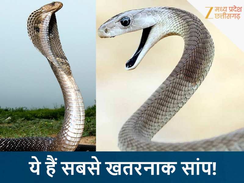 छत्तीसगढ़ में पाए जाते हैं सबसे खतरनाक सांप, यहां देखिए कौन-कौन हैं ज्यादा जहरीले?