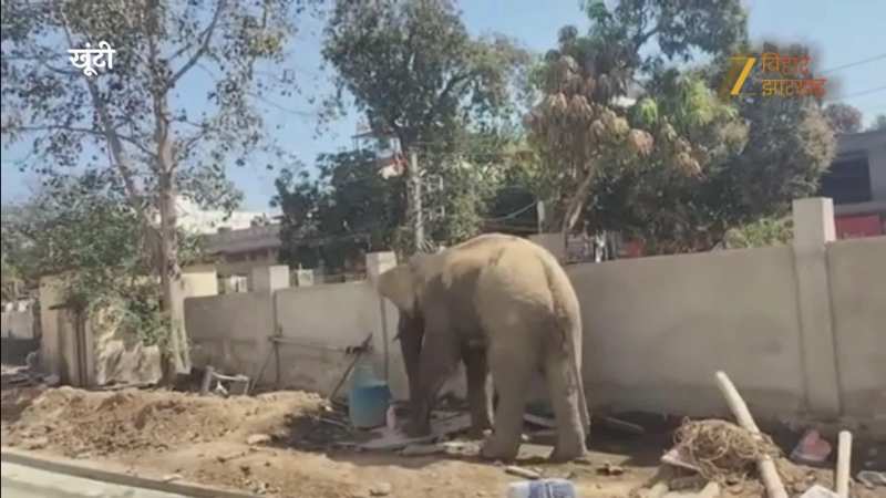 Video: कोई इधर भागा, कोई उधर भागा... जब खूंटी शहर में जंगली हाथी ने मचाया तांडव