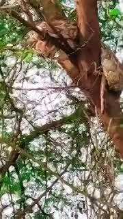 Gonda Python Video: рдкреЗрдбрд╝ рдкрд░ рдЪрдврд╝рд╛, рдлрд┐рд░ рдХреБрдВрдбрд▓реА рдорд╛рд░ рдмреИрдард╛ рд╡рд┐рд╢рд╛рд▓рдХрд╛рдп рдЕрдЬрдЧрд░, рд╡реАрдбрд┐рдпреЛ рджреЗрдЦ рдХрд░ рдЪреМрдВрдХ рдЬрд╛рдПрдВрдЧреЗ рдЖрдк!