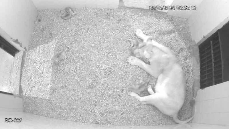 рд▓рд╛рдпрди рд╕рдлрд╛рд░реА рдореЗрдВ рдЧреВрдВрдЬреА рдХрд┐рд▓рдХрд╛рд░реА, рд╢реЗрд░рдиреА рдиреАрд░рдЬрд╛ рдиреЗ рджрд┐рдпрд╛ 4 рд╢рд╛рд╡рдХреЛрдВ рдХреЛ рдЬрдиреНрдо, рджреЗрдЦреЗрдВ VIDEO