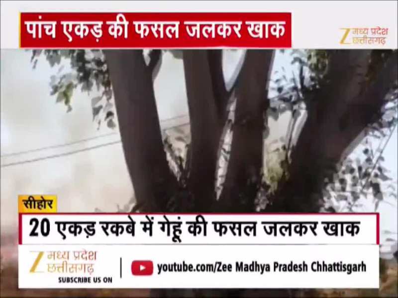 सीहोर में गेहूं के खेत में लगी भीषण आग, 5 एकड़ की फसल जलकर खाक, किसानों का लाखों का नुकसान