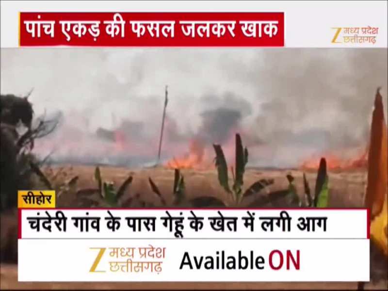 सीहोर में गेहूं के खेत में लगी भीषण आग, 5 एकड़ की फसल जलकर खाक, देखें Video