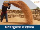 MP के चार संभागों में 1 अप्रैल से होगी गेहूं खरीदी, छुट्टी के दिन खुलेंगे केंद्र
